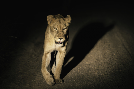 leeuw in het donker