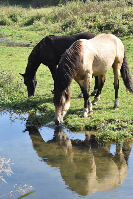 Samen drinken