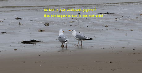 Meeuwen aan het praten.