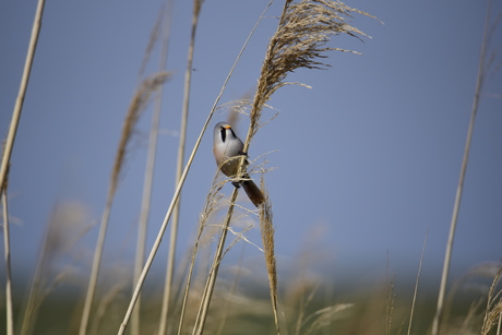 Baardmannetje