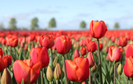 Fijne Koningsdag !