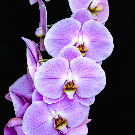 Orchideeën