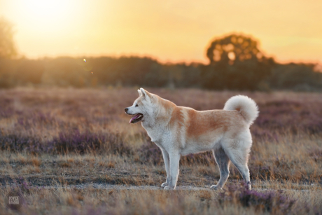 Akita Inu