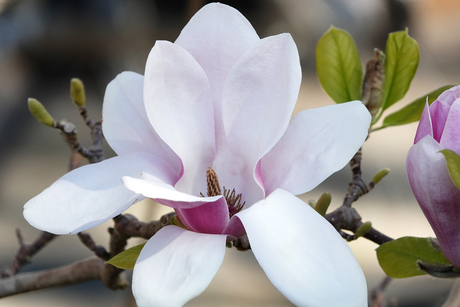 Magnolia (2)
