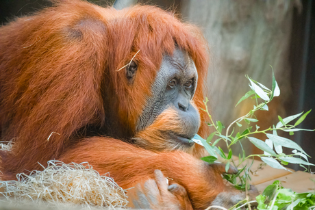 Orang Oetan