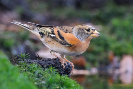 Een Scandinavische broedvogel, de Keep