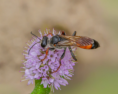 Sabelsprinkhanendoder - Sphex funerarius