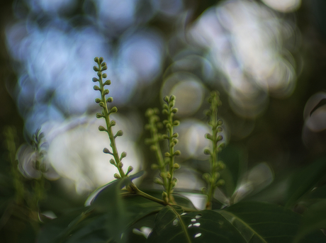 Bloeiknopje van de laurier