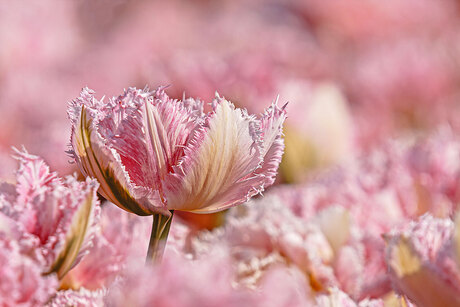 Met kop en schouders