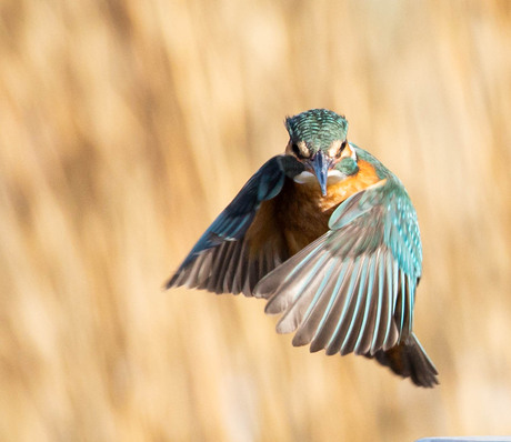 ijsvogel