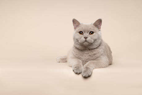 Totn sur ton met kat