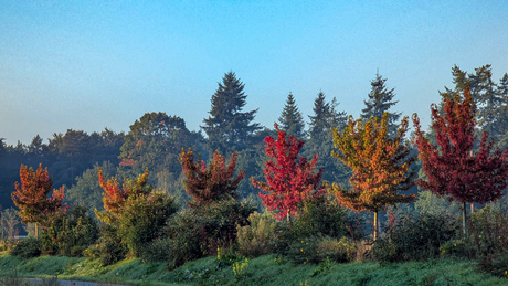 Herfst kleuren in de bomen 