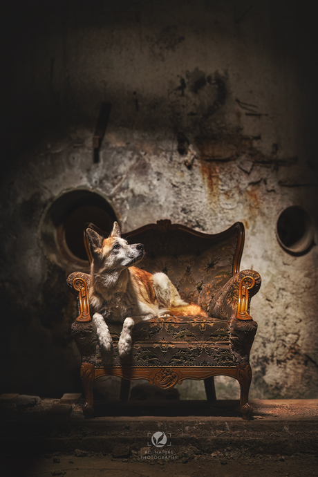 Stillness Amid Ruins