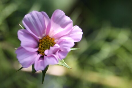 Cosmea