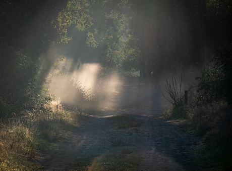 The light 