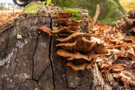 Paddenstoelen