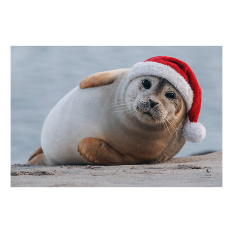 Merry Christmuts.. 😉