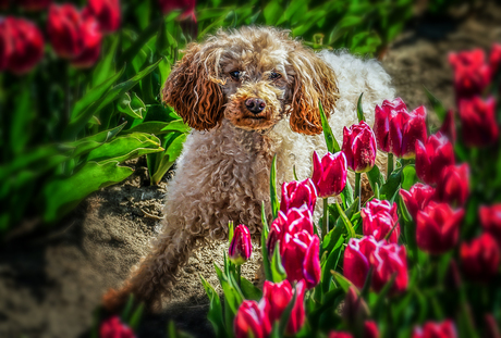 Tulpen met Hond