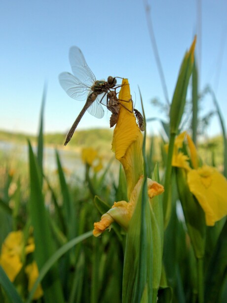 Libelle op de top 