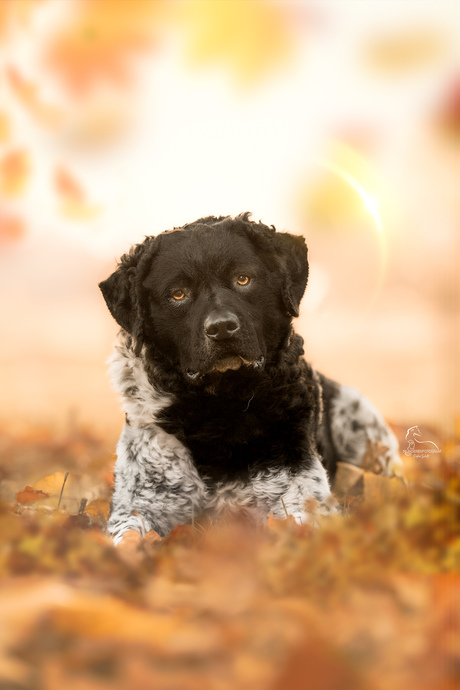 🌳 Oreo, in onze herfst tuin! 🍂 