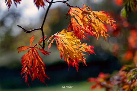 Herfst kleuren mijn favoriet seizoen.