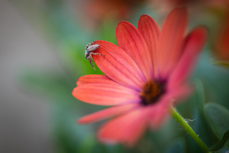 Salticidae