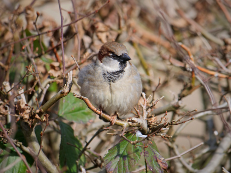 Vogels