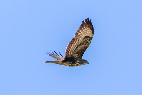 Buizerd in vlucht 