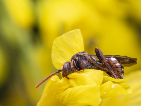 Slapende nomada sp