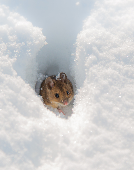 Korenwolf in de sneeuw