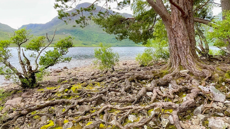Roots at Loch Maree