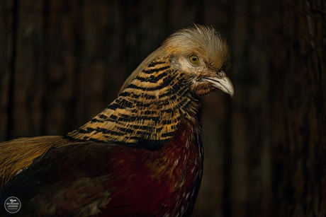Golden pheasant