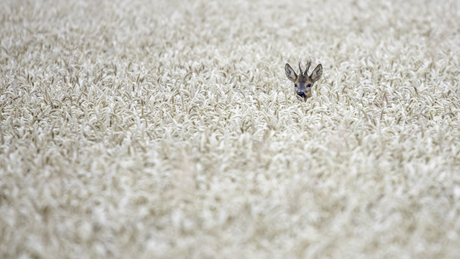 Ree in het veld