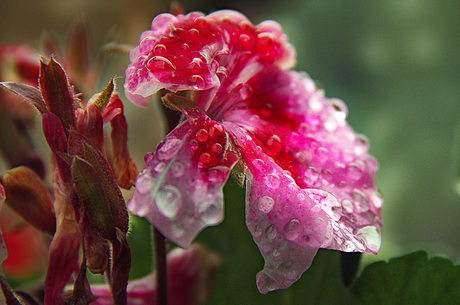 Geranium na een dag regen