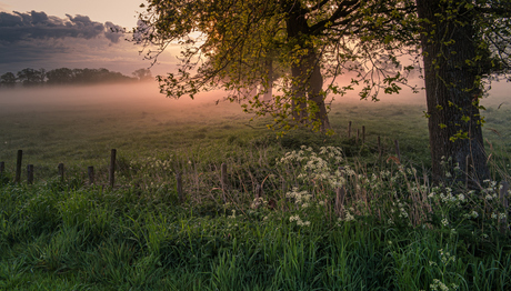 Lente in een mistig twente
