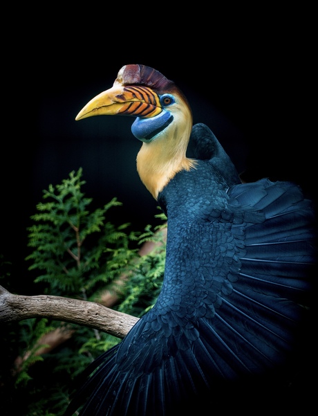 Hornbill 