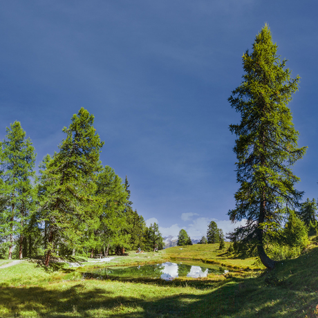 Meertje boven Savognin Graubunden