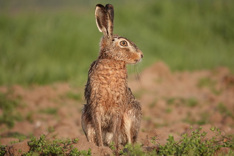Van opzij ben ik ook mooi, hoor!
