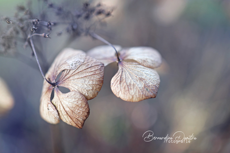 hortensia