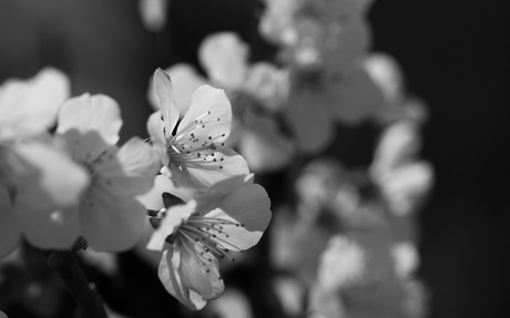 Fragile blossom