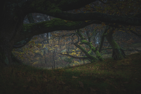 Herfst in het sprookjesbos 3