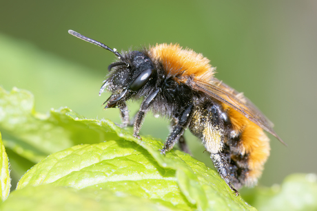 Vosje-Tawny Mining Bee