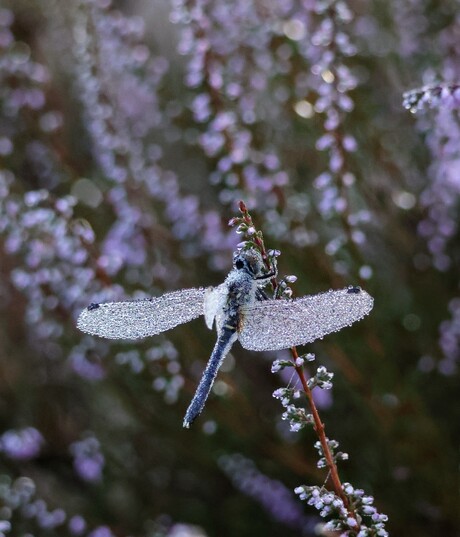 Libelle mooi in de heide