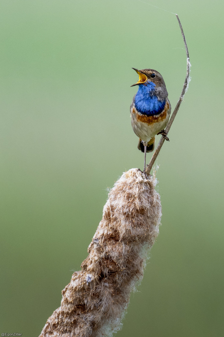 blauwborst Etten-leur