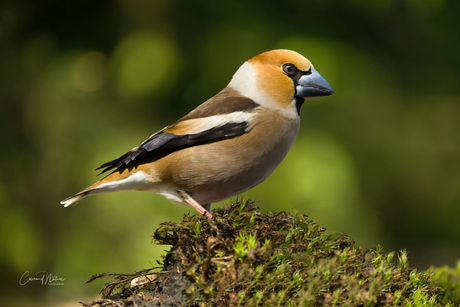 Appelvink man