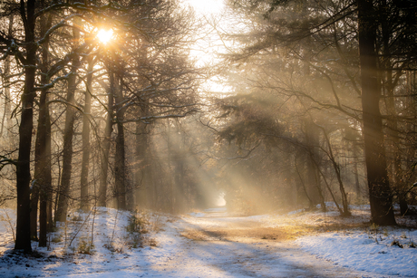  Zonnestralen in een winterachtig bos
