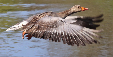 Gans vliegt over het water