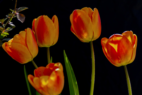 tulp