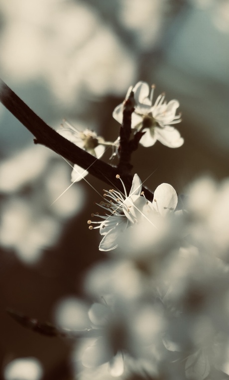 Twinkeling in bloesem 