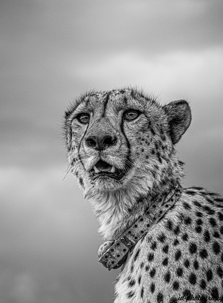 Cheetah with collar